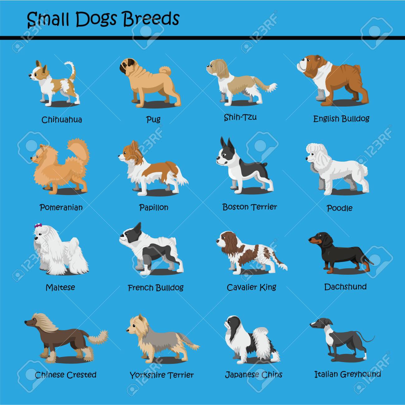 small common dog breeds