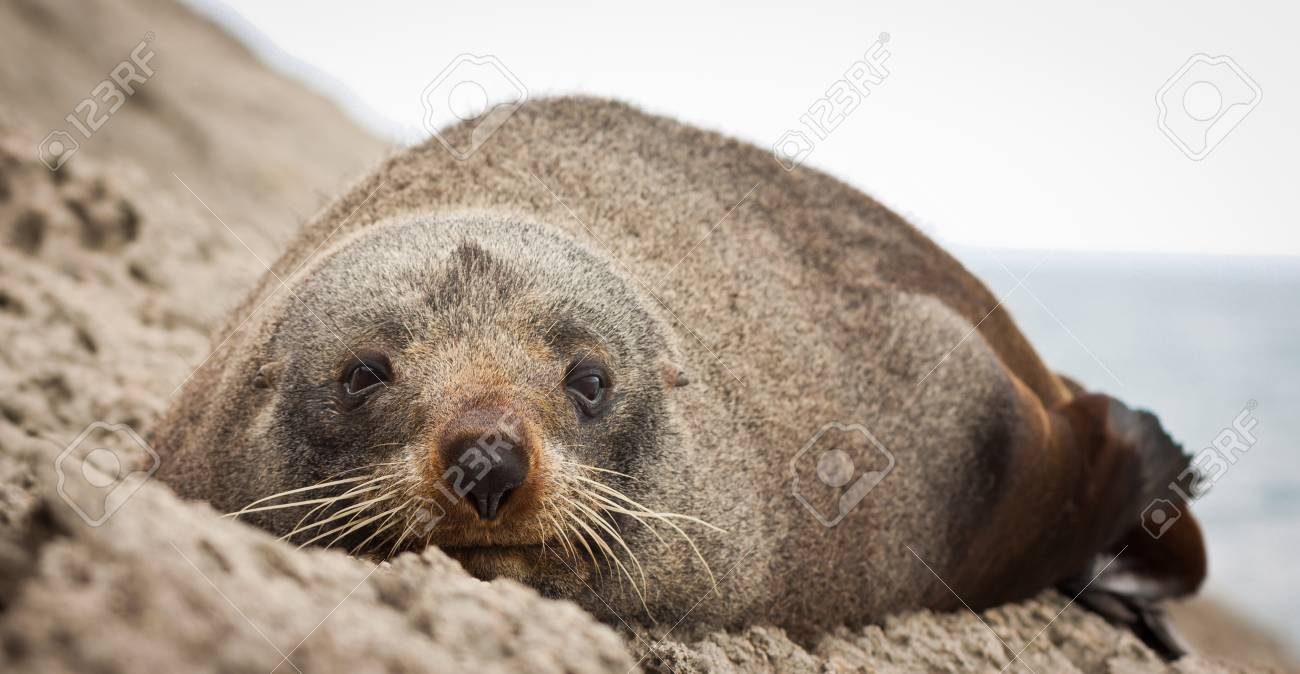 非常にかわいいと眠いニュージーランド オットセイ Arctocephalus 苗のクローズ アップ の写真素材 画像素材 Image 非常にかわいいと眠いニュージーランド オットセイ Arctocephalus 苗のクローズ アップ の写真素材 画像素材 Image