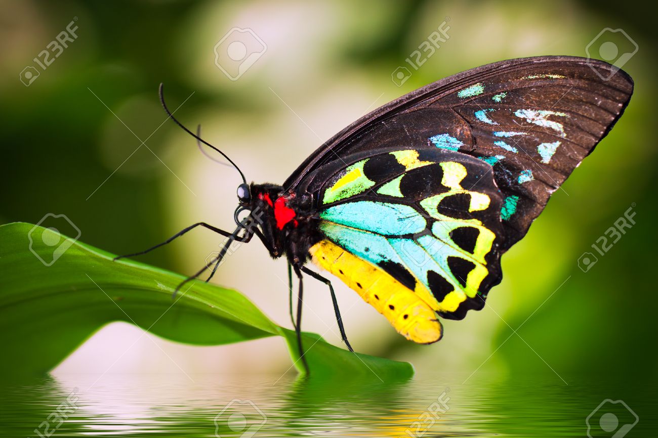 A beautiful male Cairns Birdwing Butterfly (Ornithoptera euphorion) sitting on a leaf with refelction in the water. - 26901153 A beautiful male Cairns Birdwing Butterfly (Ornithoptera euphorion) sitting on a leaf with refelction in the water. - 26901153