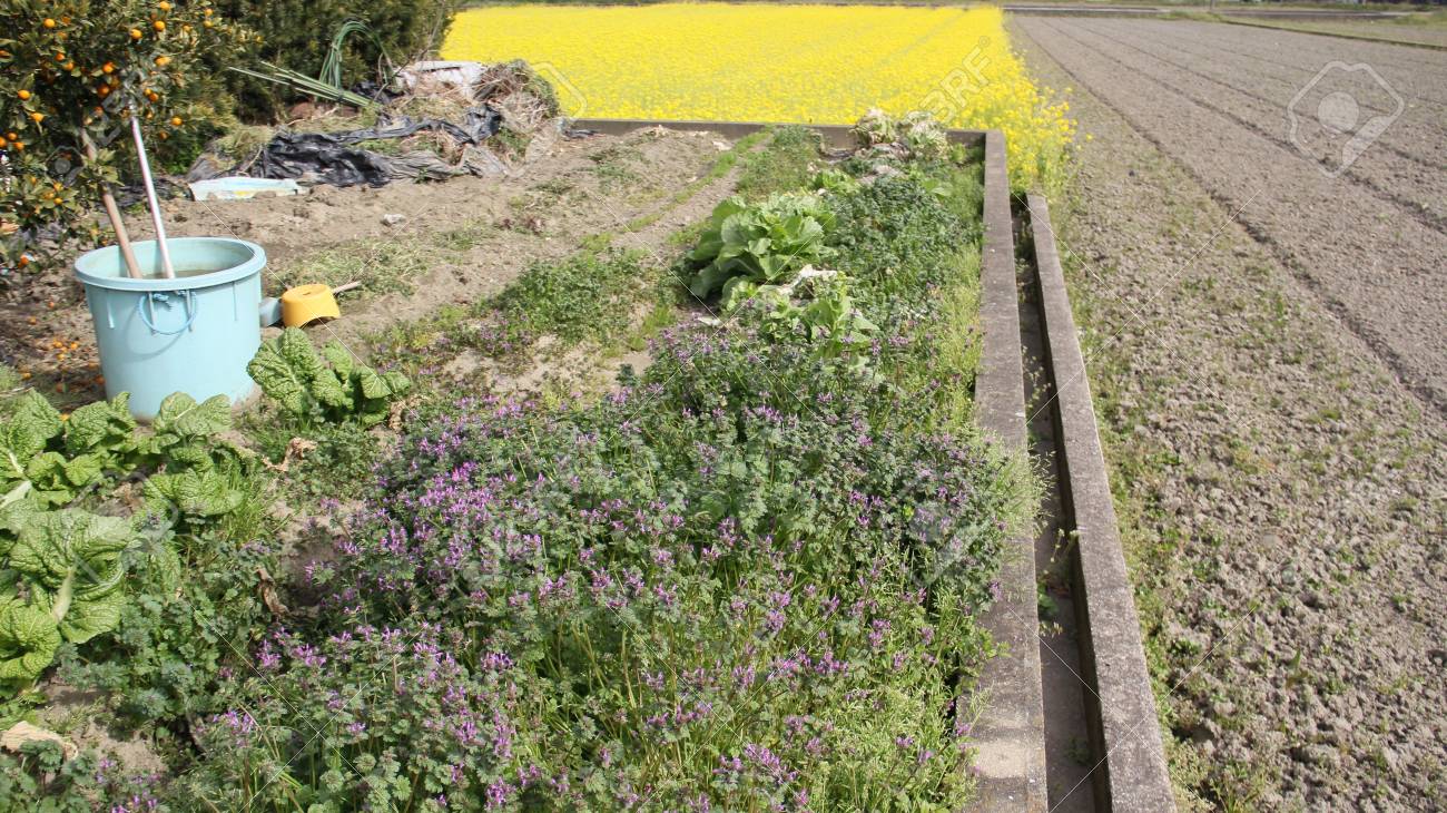 edible flower garden stock