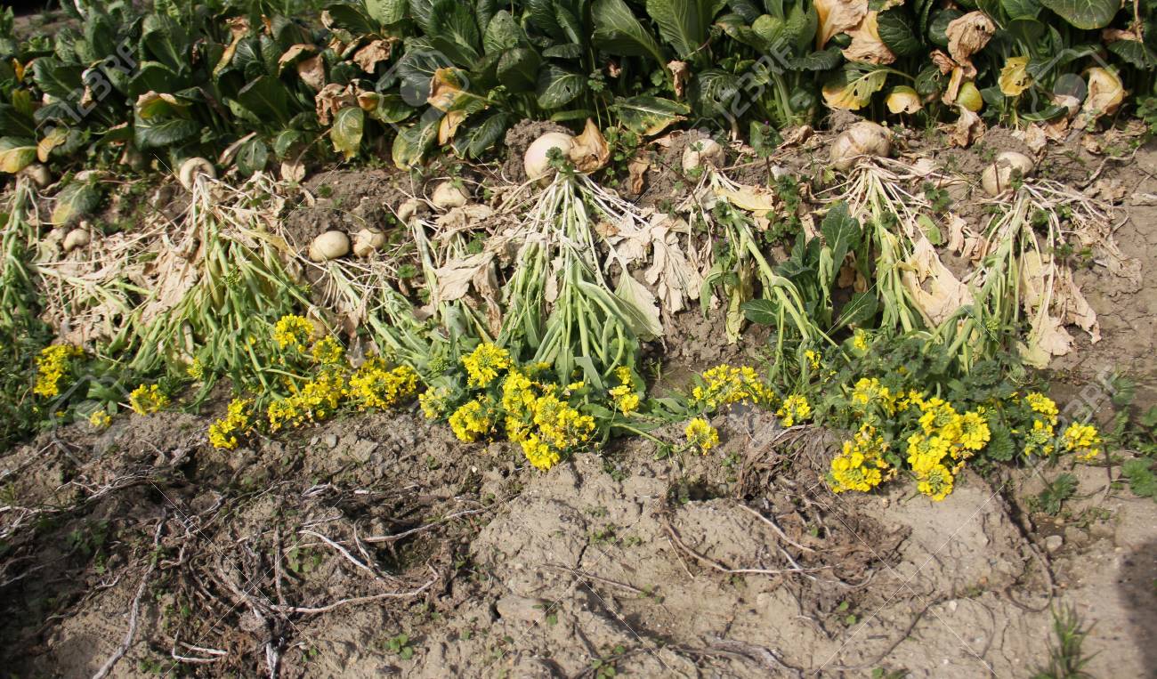dry canola edible flower
