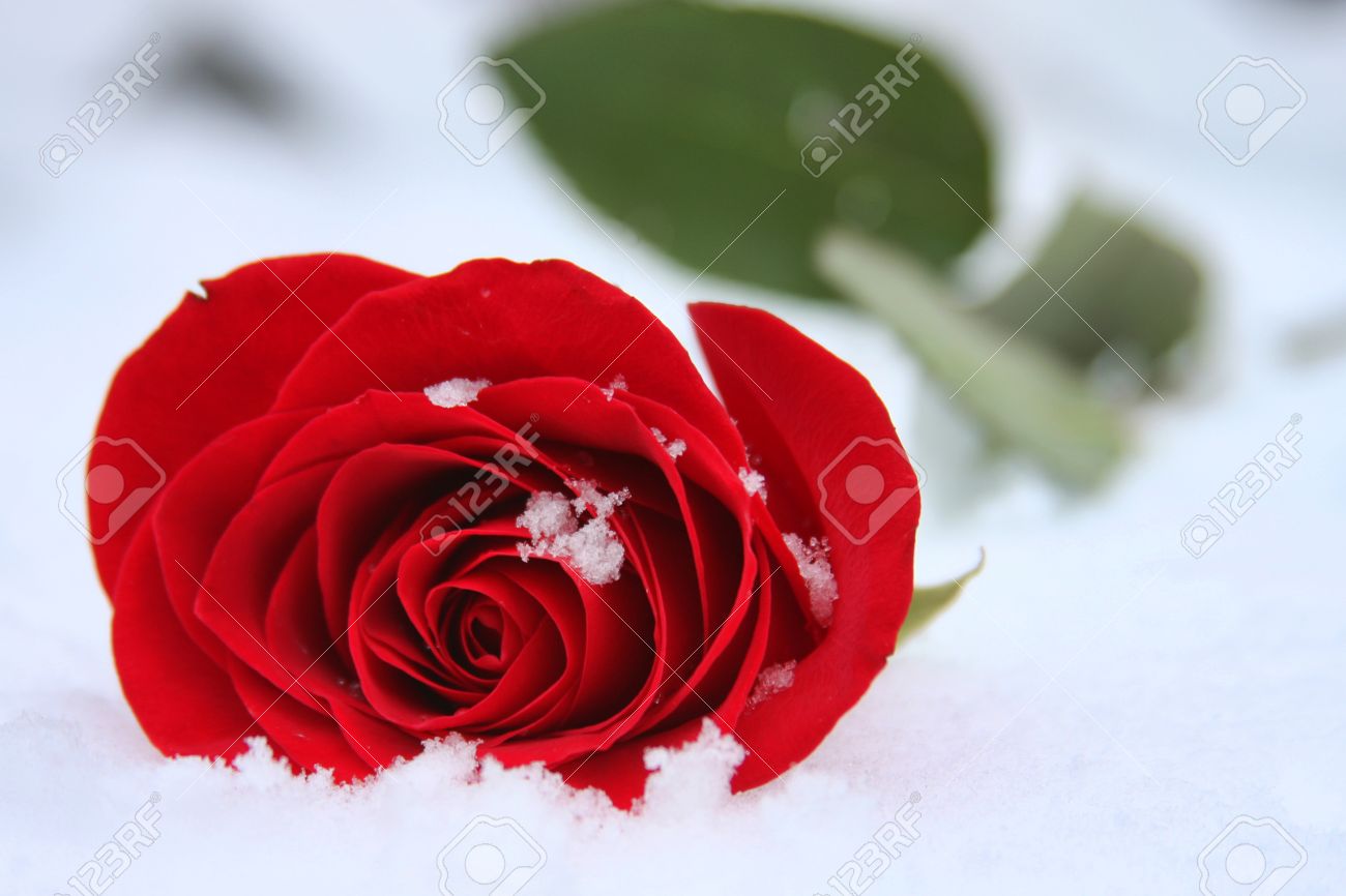 Single Red Rose Laying In The Winter Snow Stock Photo Picture And