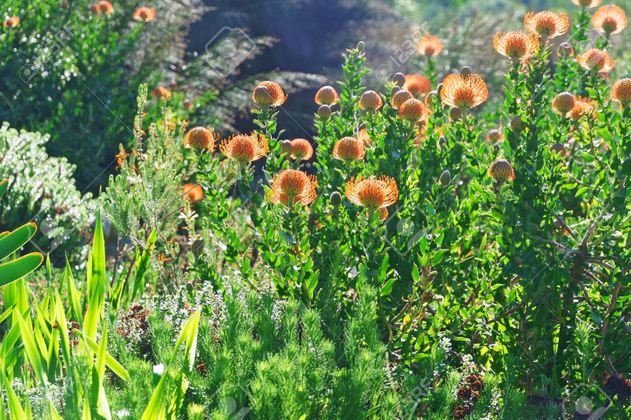 カーステンボッシュ国立植物園ケープタウン 南アフリカ共和国 の写真素材 画像素材 Image