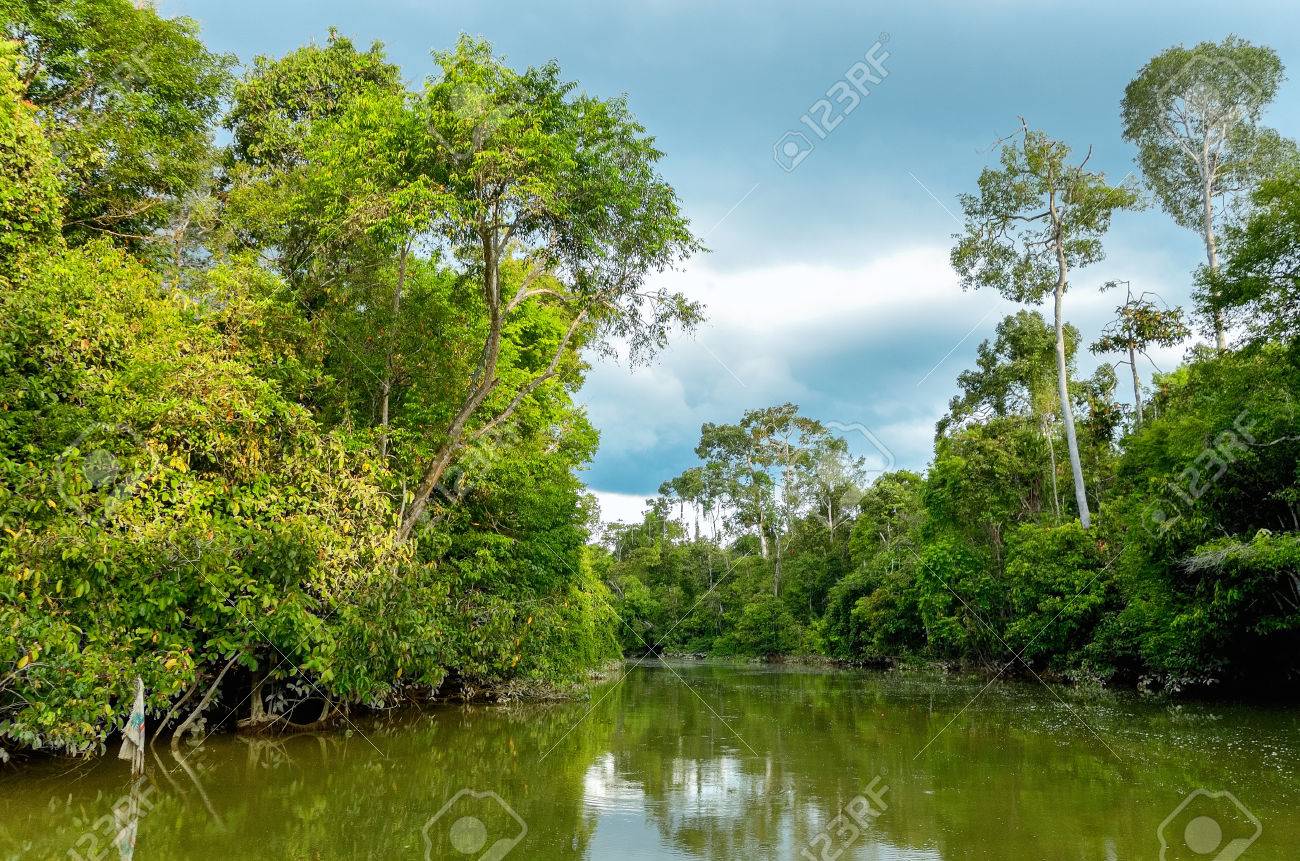 Kinabatangan river, Malaysia, rainforest of Borneo island - 33869359 Kinabatangan river, Malaysia, rainforest of Borneo island - 33869359