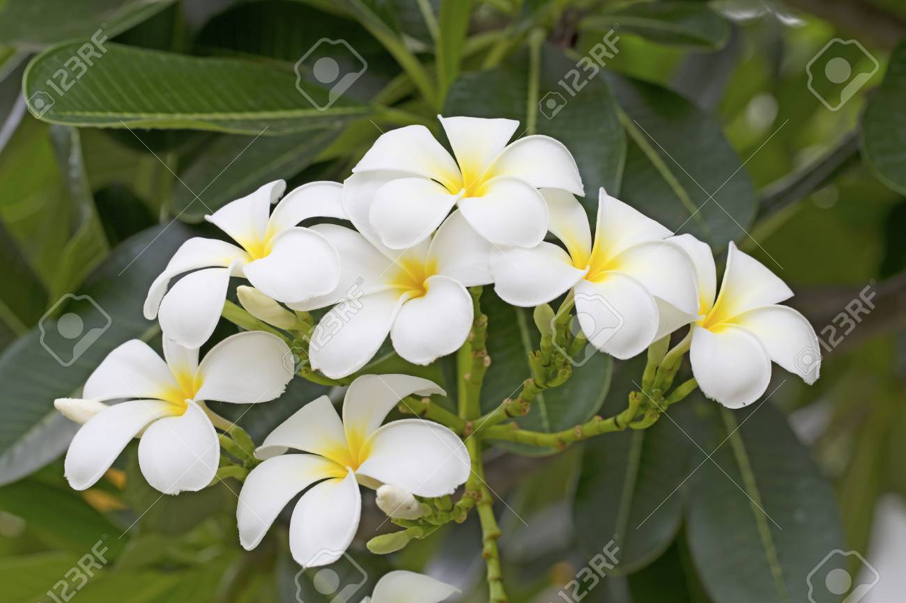 plumeria or paper flower on tree plant plumeria paper flower