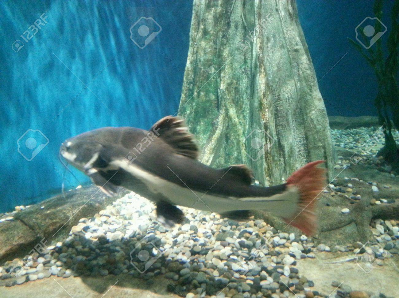 big gray fish in