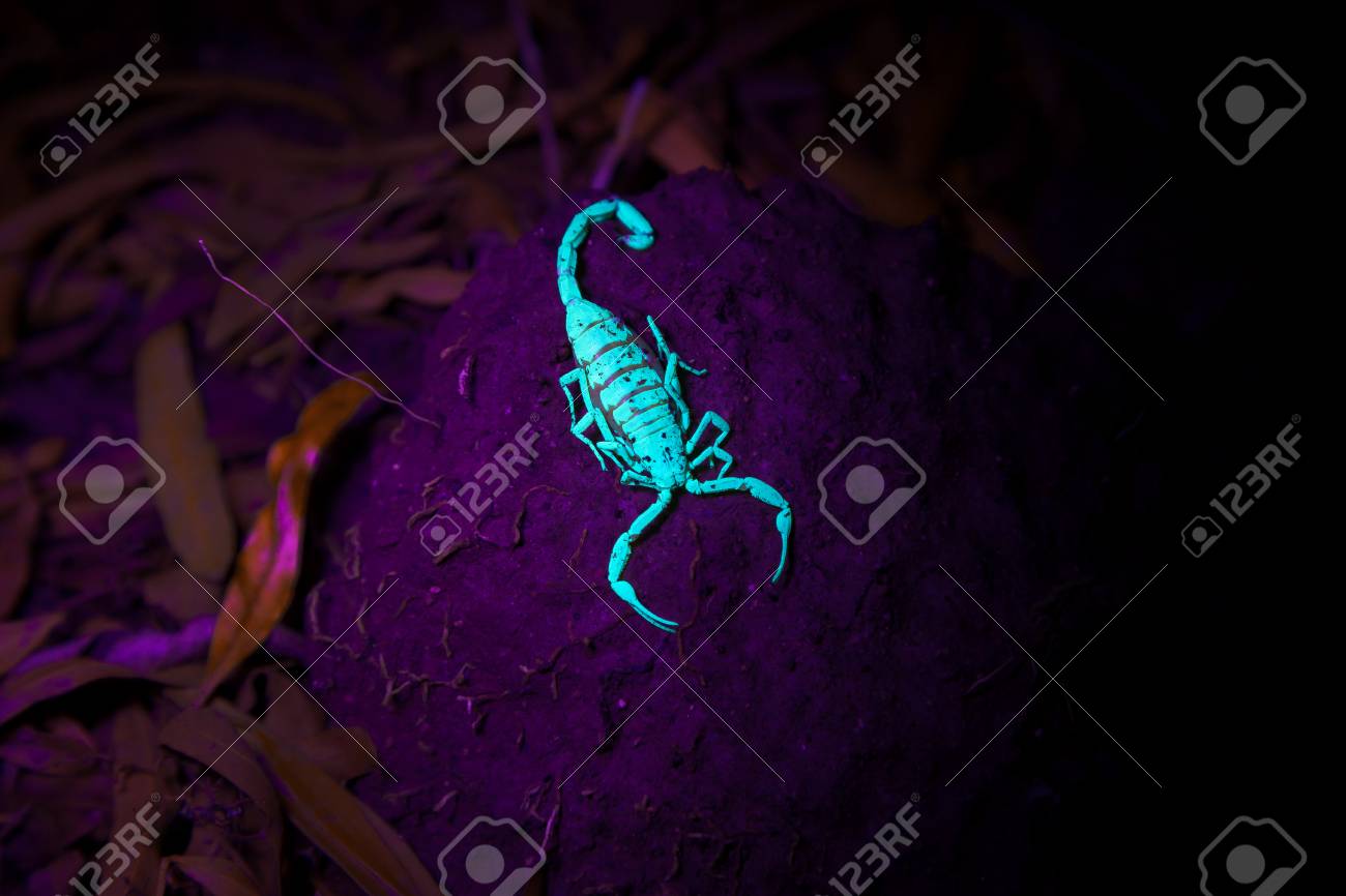 砂漠樹皮スコーピオンは泥の塊の上に座っているし ブラック ライトの下で夜 Luminesces それの爪は 獲物の前方と準備ができて直面しています の写真素材 画像素材 Image