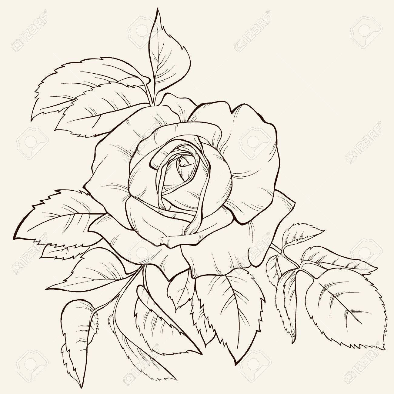 4 Color Rose Petal Blush Makeup Matte Natural Waterproof Highgloss Contour  Set Flower Blusher Pigment Face Blush Makeup Cosmetic - AliExpress, image size:1300x1300