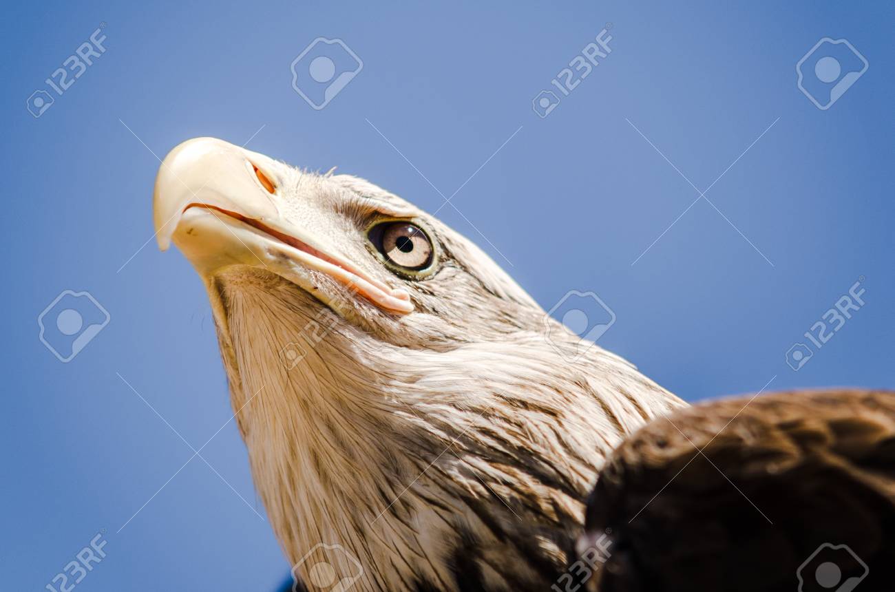 American Eagle Face Nice Expression Close Up Bottom View
