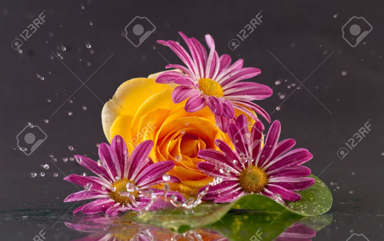 Rain Falling On Flowers Rain Falling On Flowers