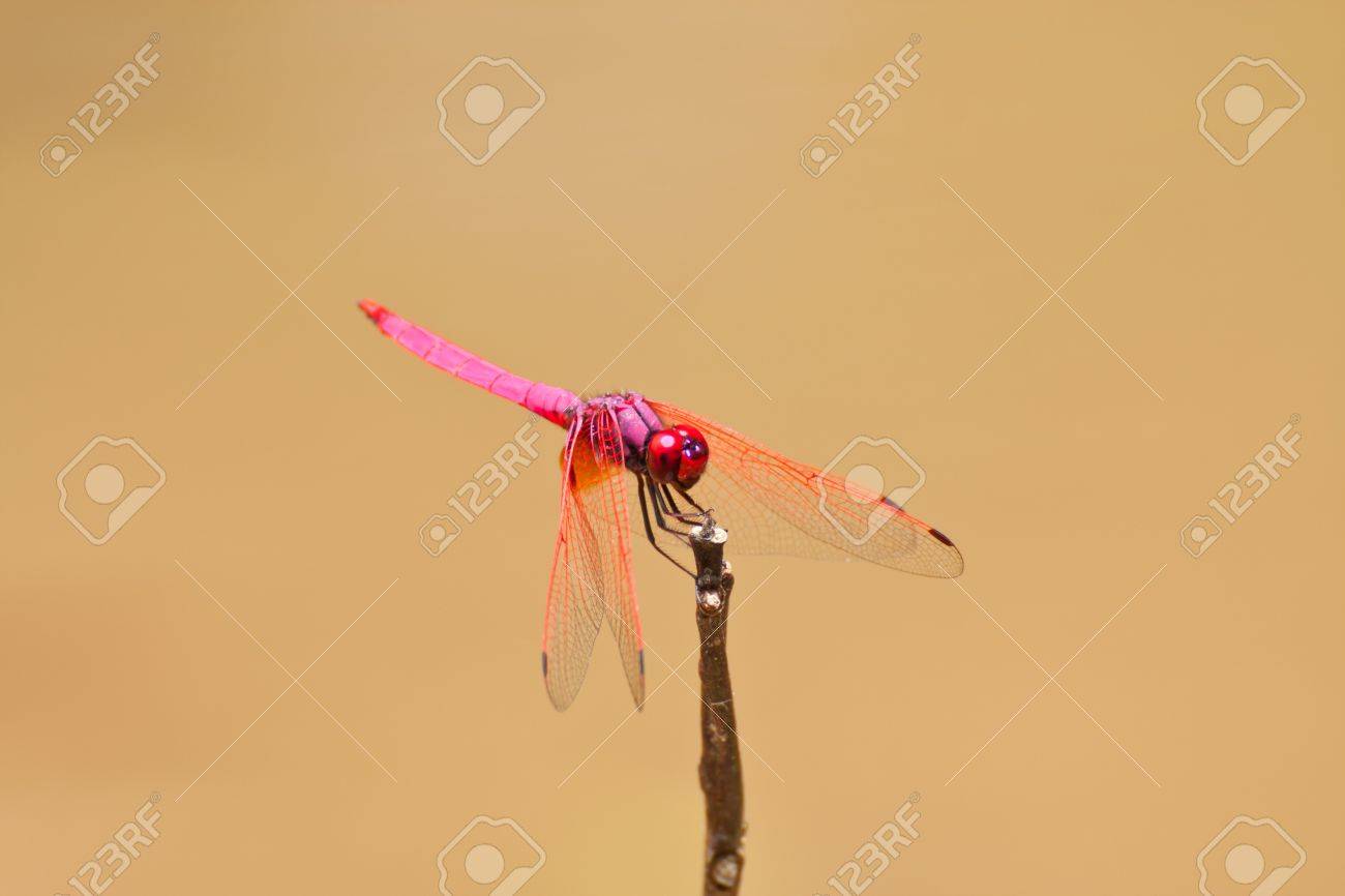 earth tone background