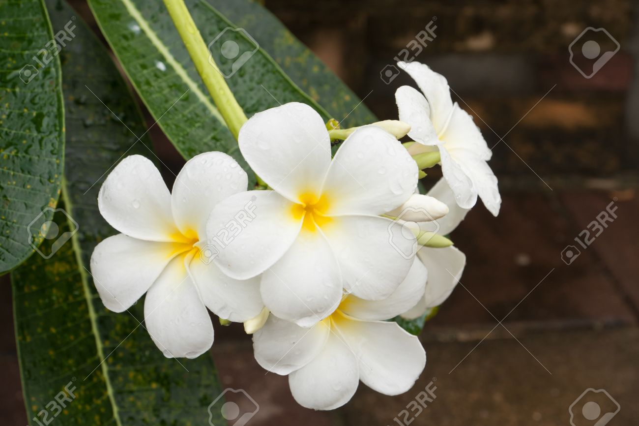 Raindrops White And Yellow Frangipani Flowers Or Tropical Flower With Leaves In Background Stock Photo Picture And Royalty Free Image Image