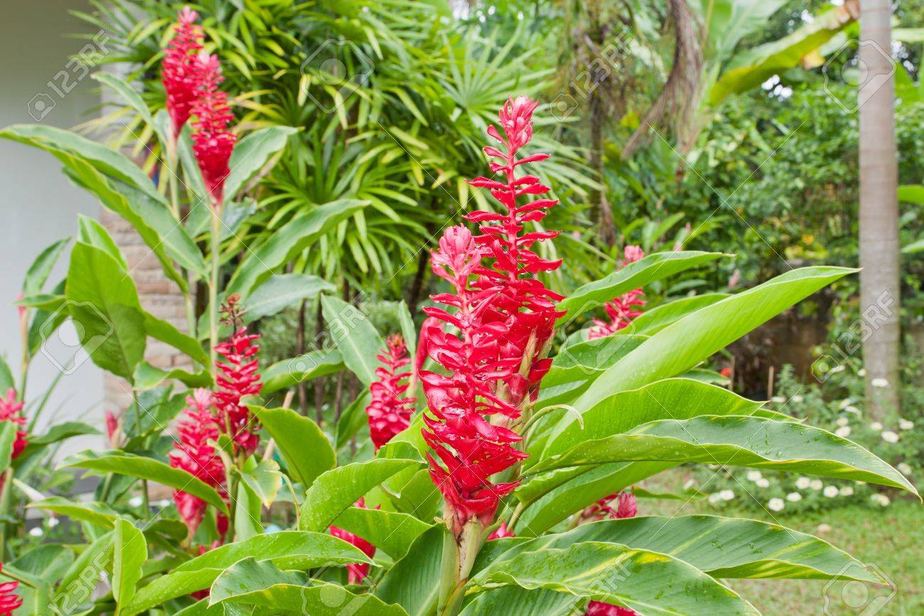 Beautiful Tropical Red Ginger Alpinia Purpurata Flower In Green Garden Stock Photo Picture And Royalty Free Image Image Beautiful Tropical Red Ginger Alpinia Purpurata Flower In Green Garden Stock Photo Picture And Royalty Free Image Image