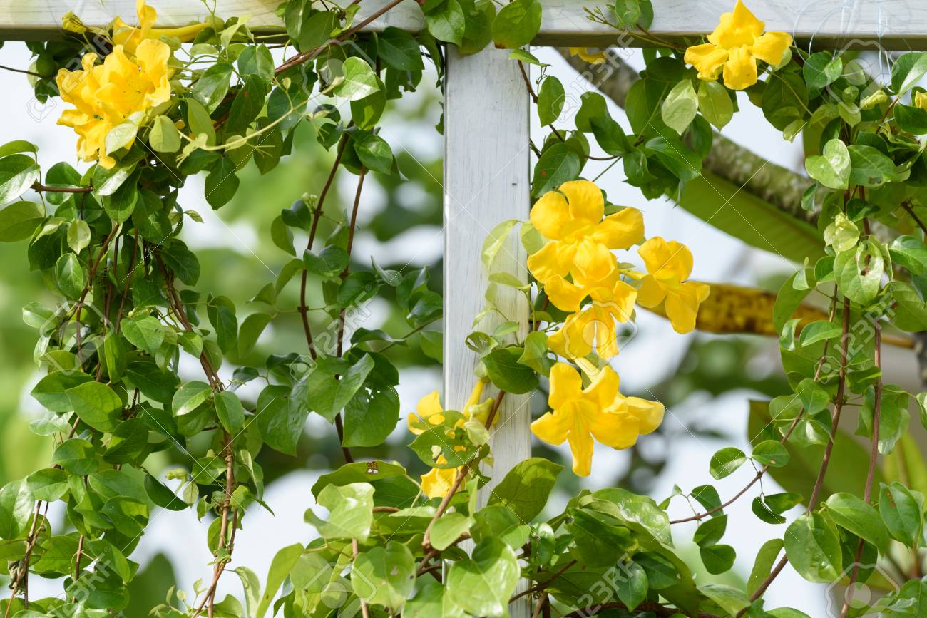 metal fence with beautiful yellow flowers against summer blue cat claw plant