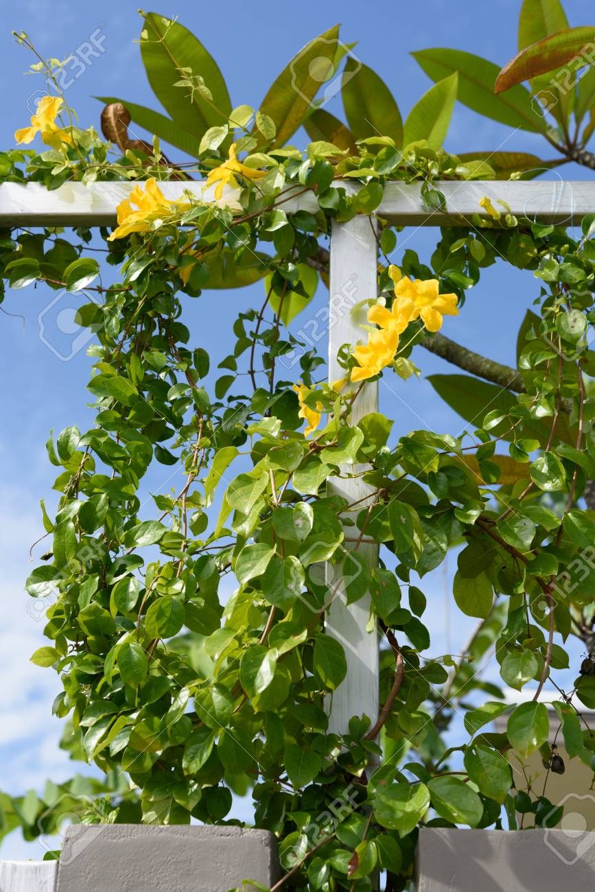 metal fence with beautiful yellow flowers against summer blue cat claw plant