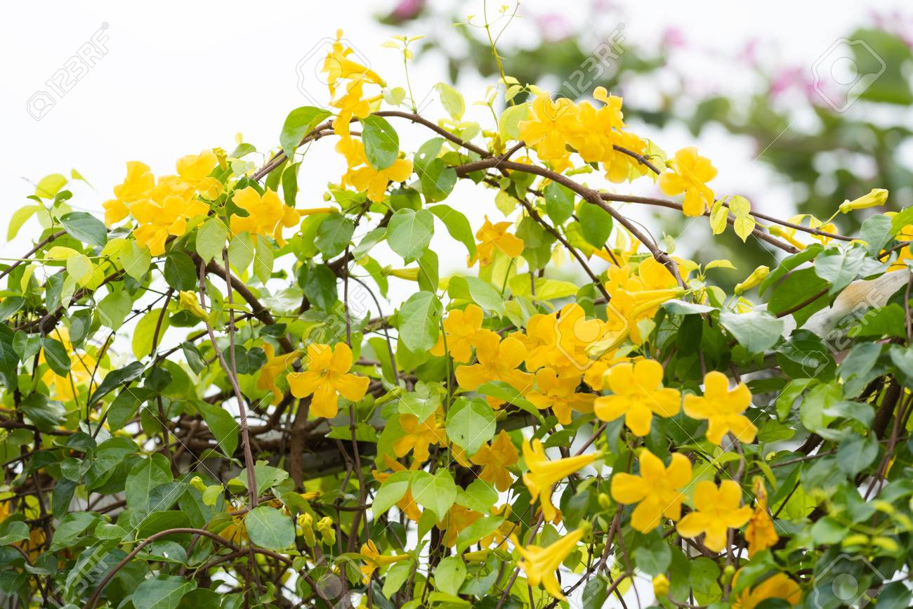 beautiful yellow flowers with green leaves on metal fence over cat claw plant