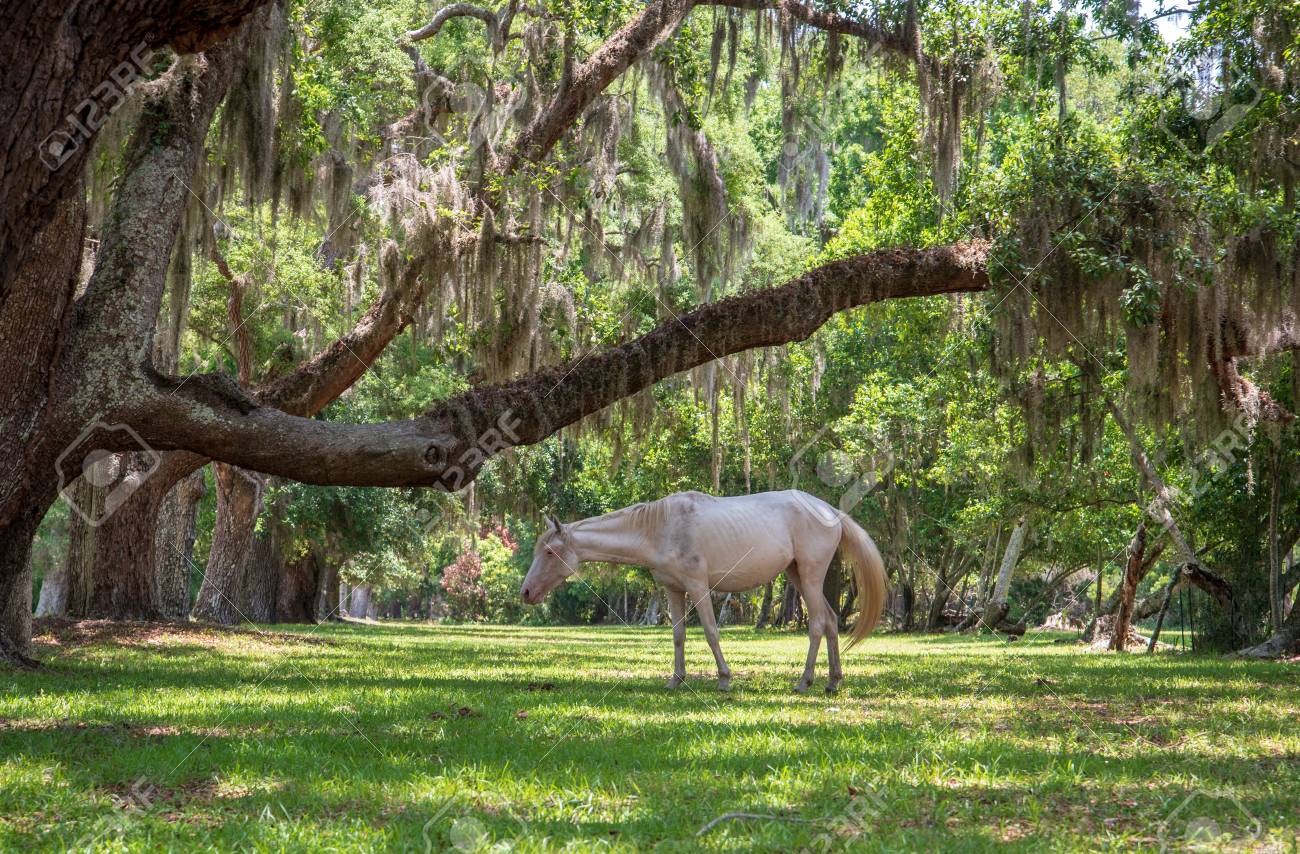 Cumberland Island National Seashore Poster