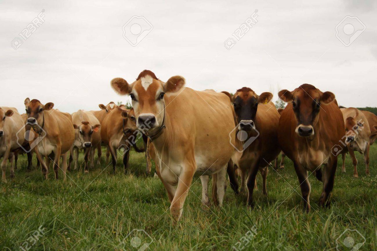 Attack Of The Killer Friendly Jersey Cows Stock Photo Picture And Royalty Free Image Image 455064