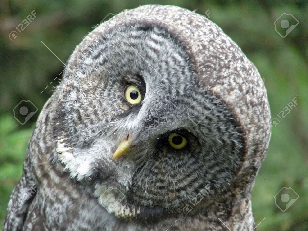 a great grey owl cocks his head stock photo picture and royalty great grey owl size
