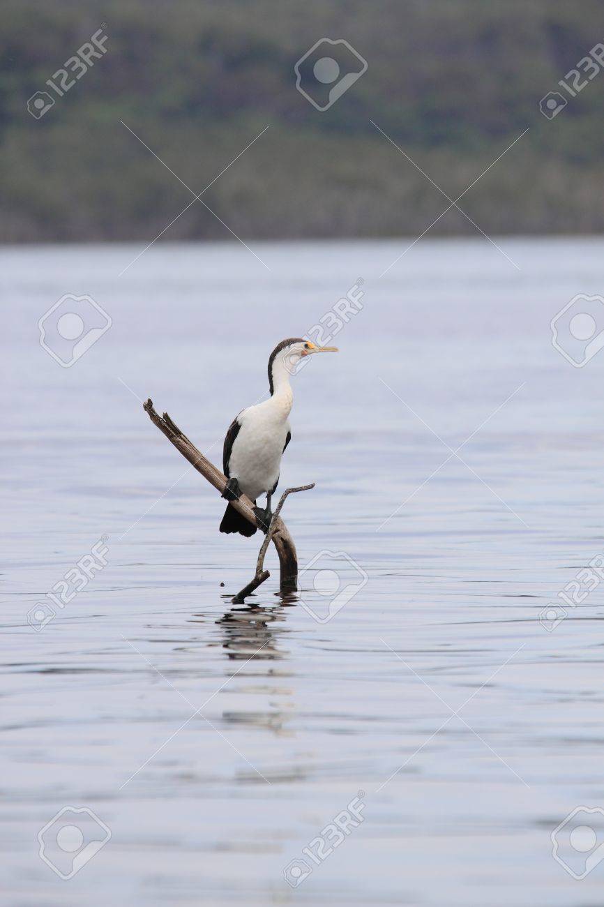 オーストラリア ピエ鵜 ウ バリウス の写真素材 画像素材 Image