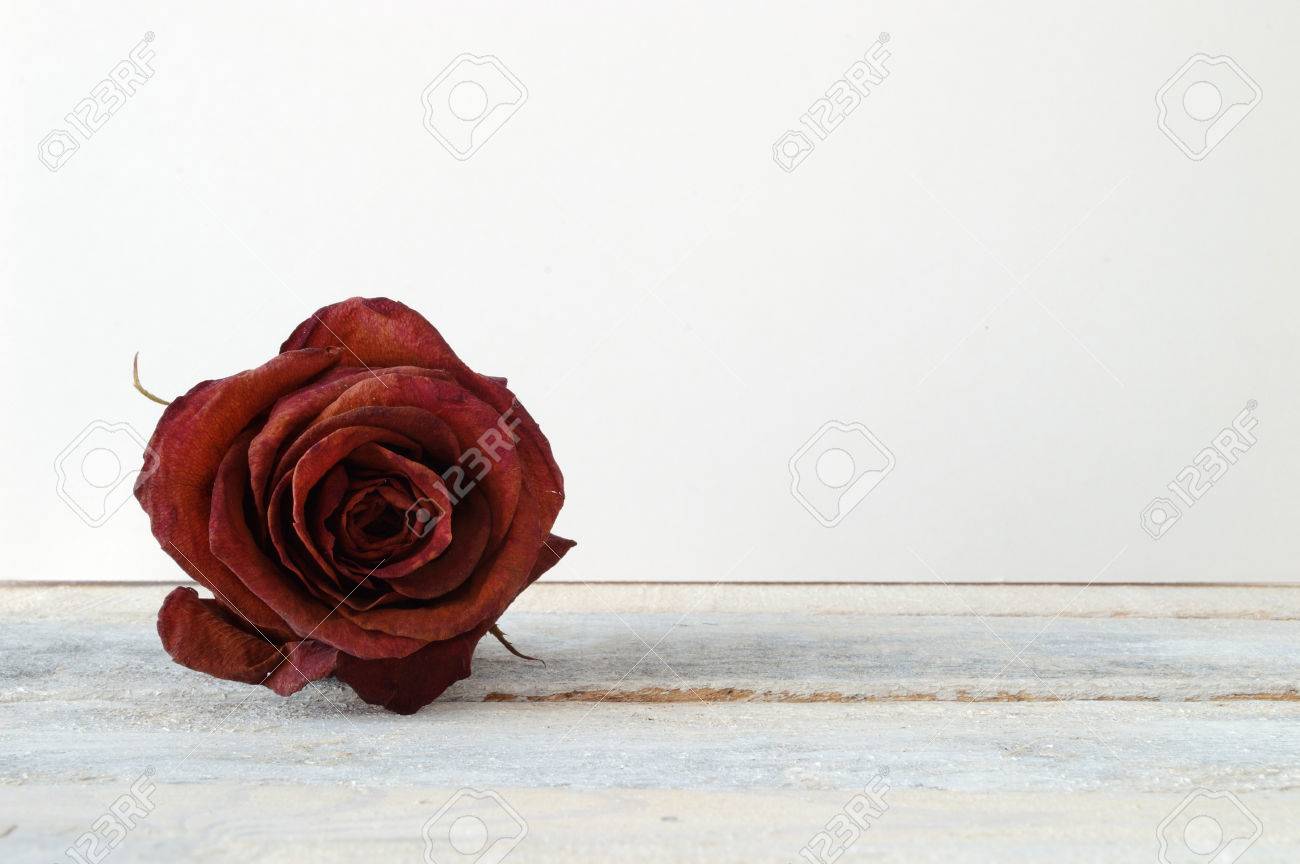 白の木製棚に赤いバラの花が枯れた 白い背景 の写真素材 画像素材 Image