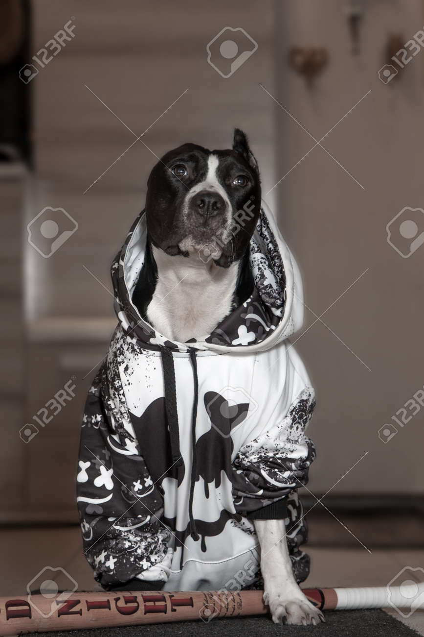 amstaff dog clothes