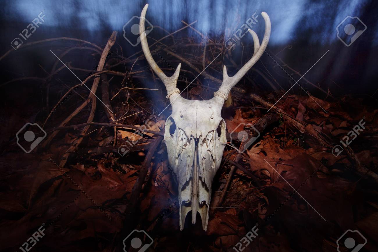 森の夜鹿の頭蓋骨 の写真素材 画像素材 Image