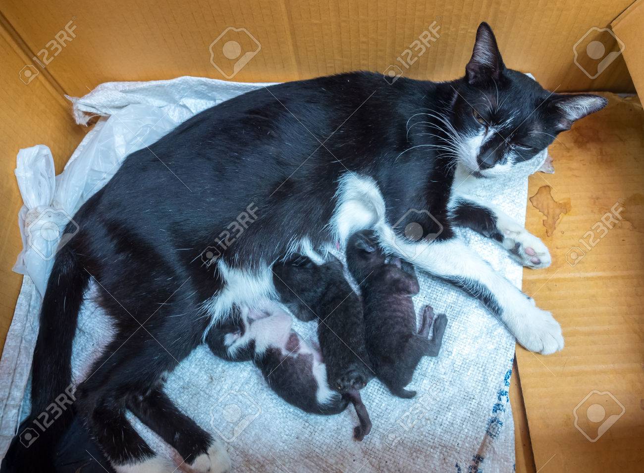 Mere Poitrine De Chat Noir Et Blanc Nourrir Ses Trois Minuscules Bebes Chatons Dans La Boite De Papier Mise Au Point Selective A Son Oeil Banque D Images Et Photos Libres De Droits