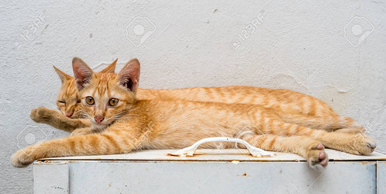 Little Cute Golden Brown Kitten Live With Its Mother Cat Relax In Outdoor  Backyard, Selective Focus At Its Eye Stock Photo, Picture and Royalty Free  Image. Image 65482876.