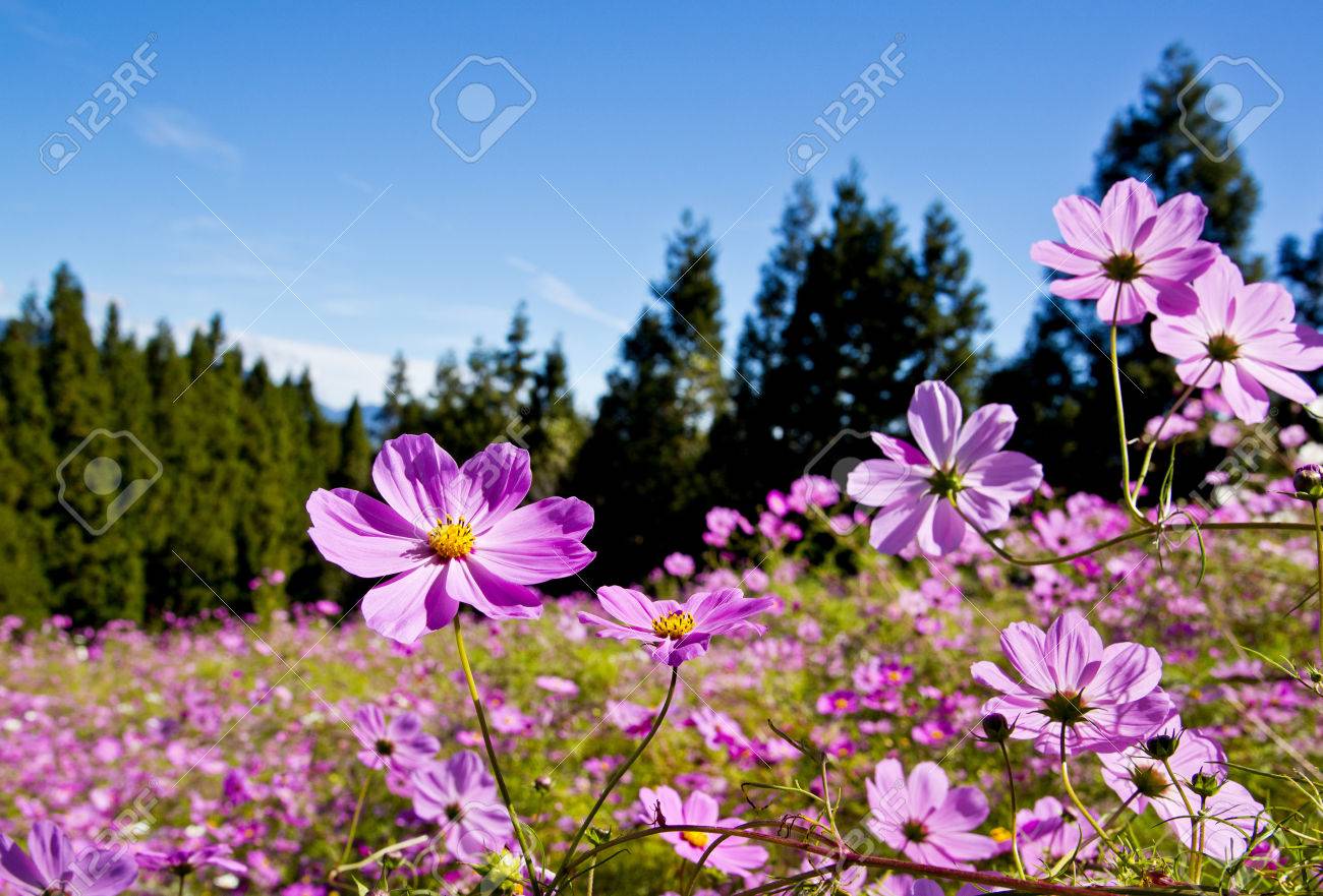 Beautiful flowers Field in Taiwan
