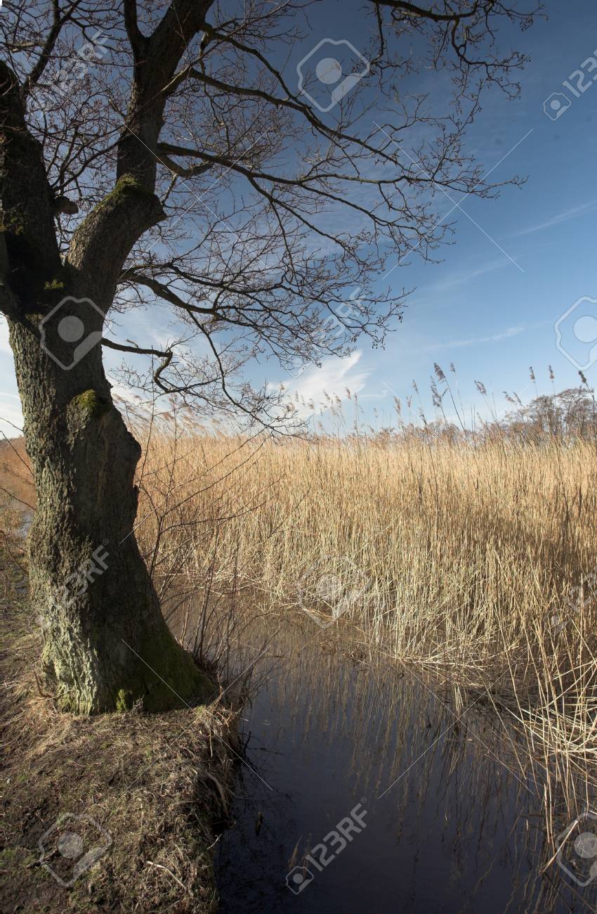 森と水と樹木の近くのデンマークの湖 の写真素材 画像素材 Image