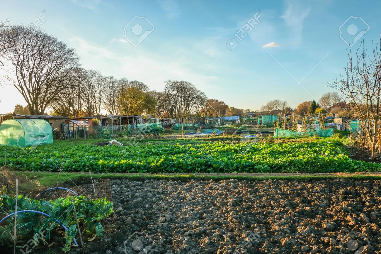 Allotment Is A Small Plot Of Land You Rent And Then Cultivate ...