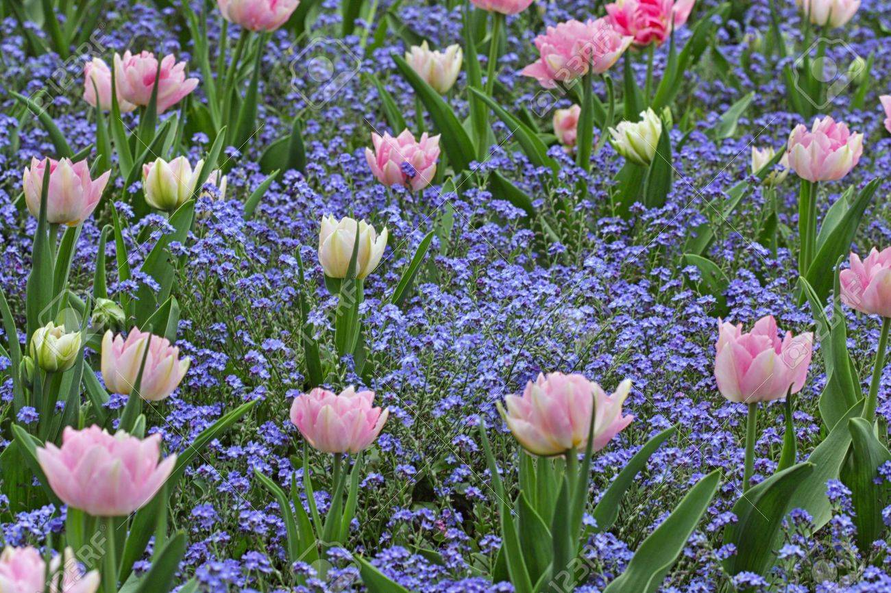 å¿å´ã®é' ç¹ç´°ãªè±ããçªåºèªããã'ã«ã