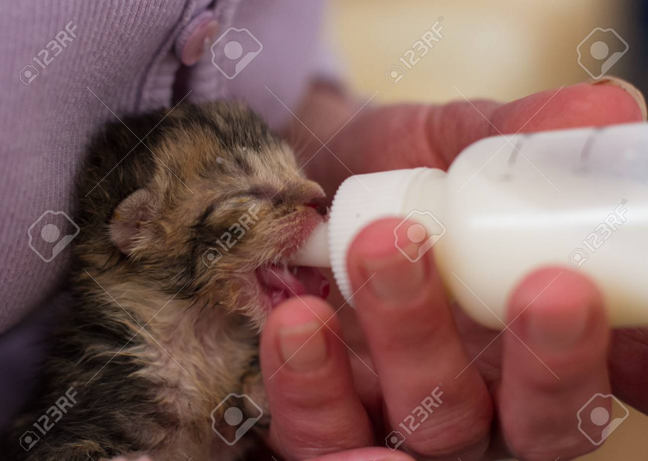 kitten drinking from bottle