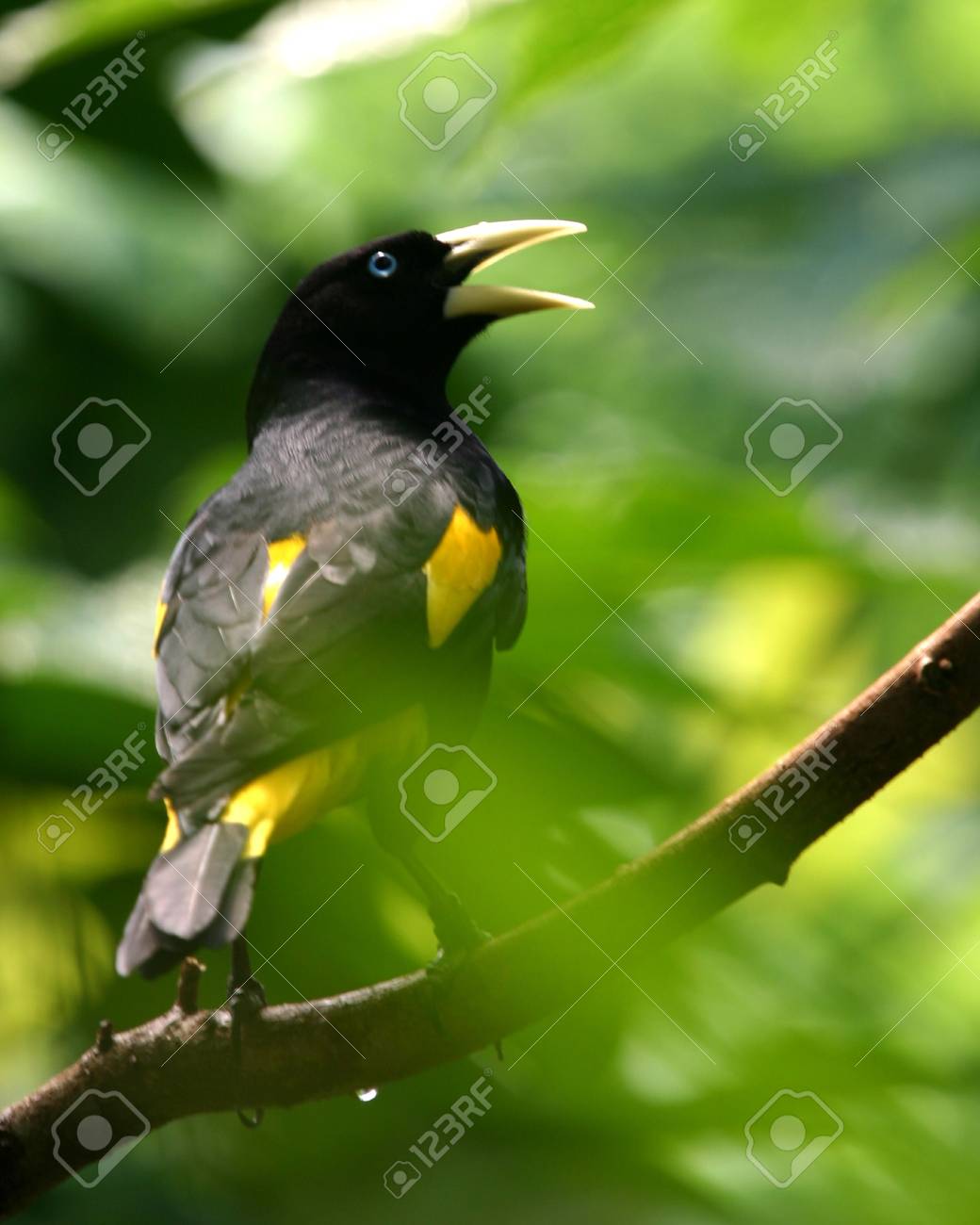 etiam-dictum-ipsum-a-felis