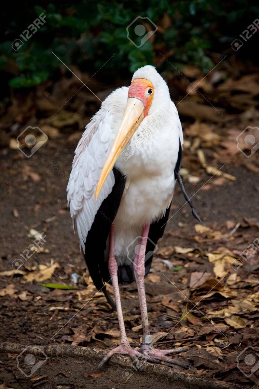 etiam-dictum-ipsum-a-felis