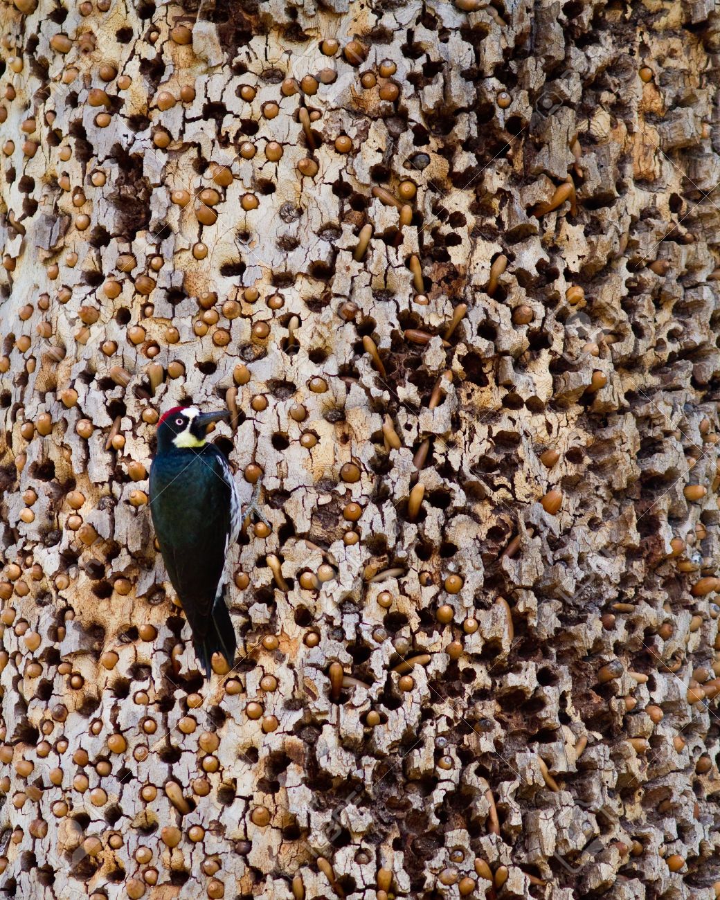 カリフォルニア州で木にドングリキツツキ の写真素材 画像素材 Image カリフォルニア州で木にドングリキツツキ の写真素材 画像素材 Image