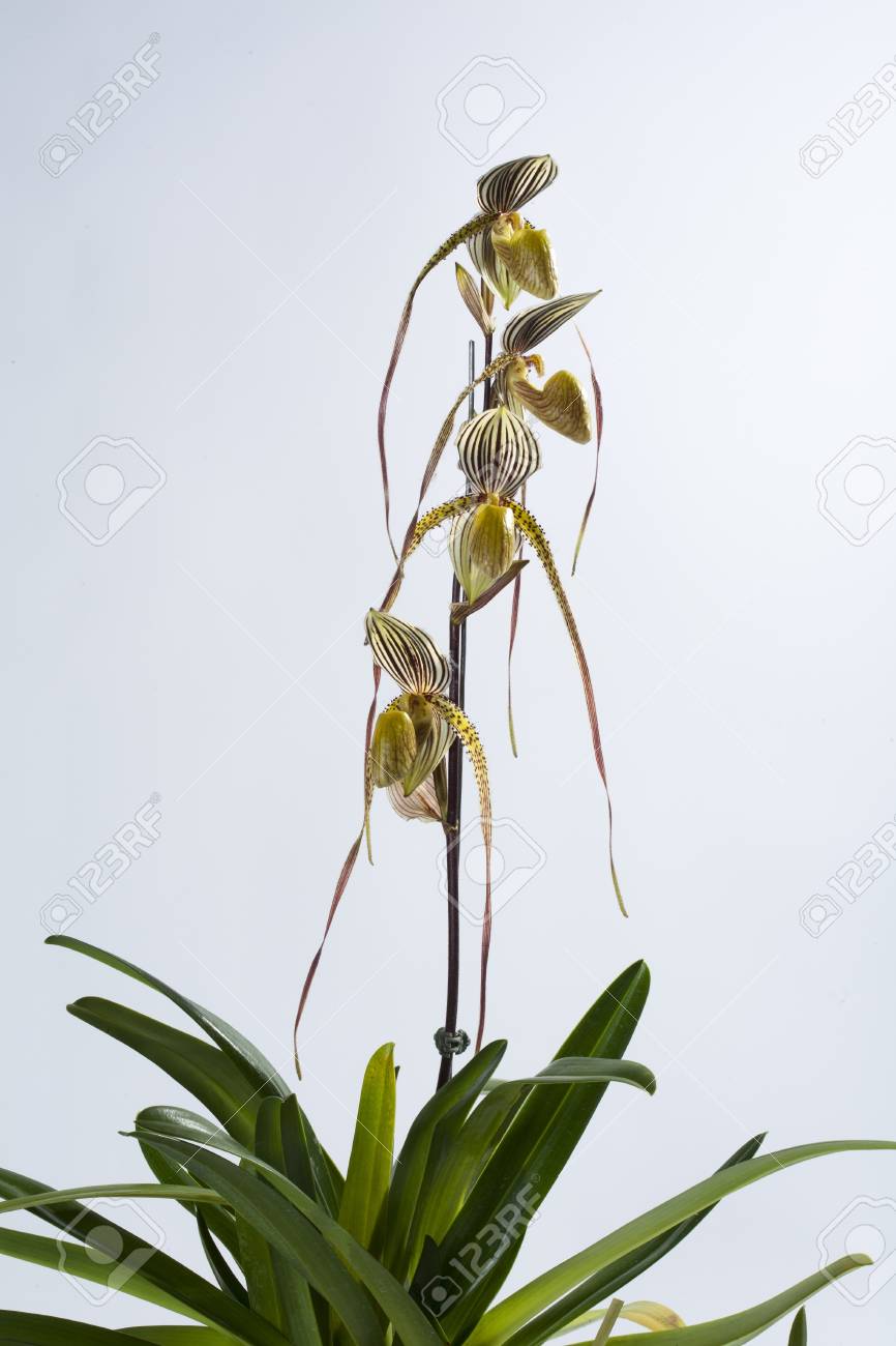 Paph Saint Swithin Stock Photo Picture And Royalty Free Image Image 20162258