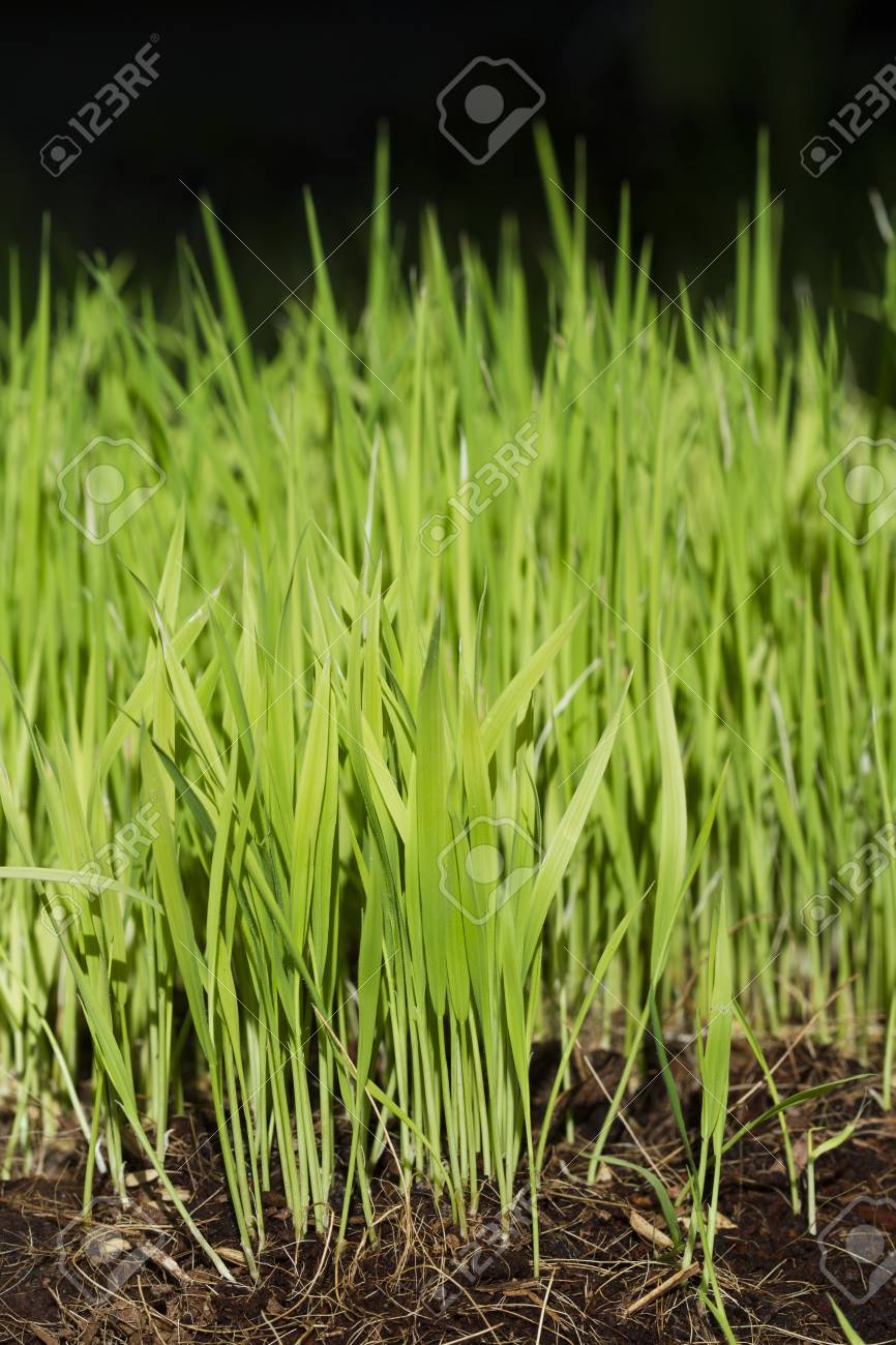 Vue De Jeune Pousse De Riz Pret A Grandir Dans La Riziere Banque D Images Et Photos Libres De Droits Image 38682717