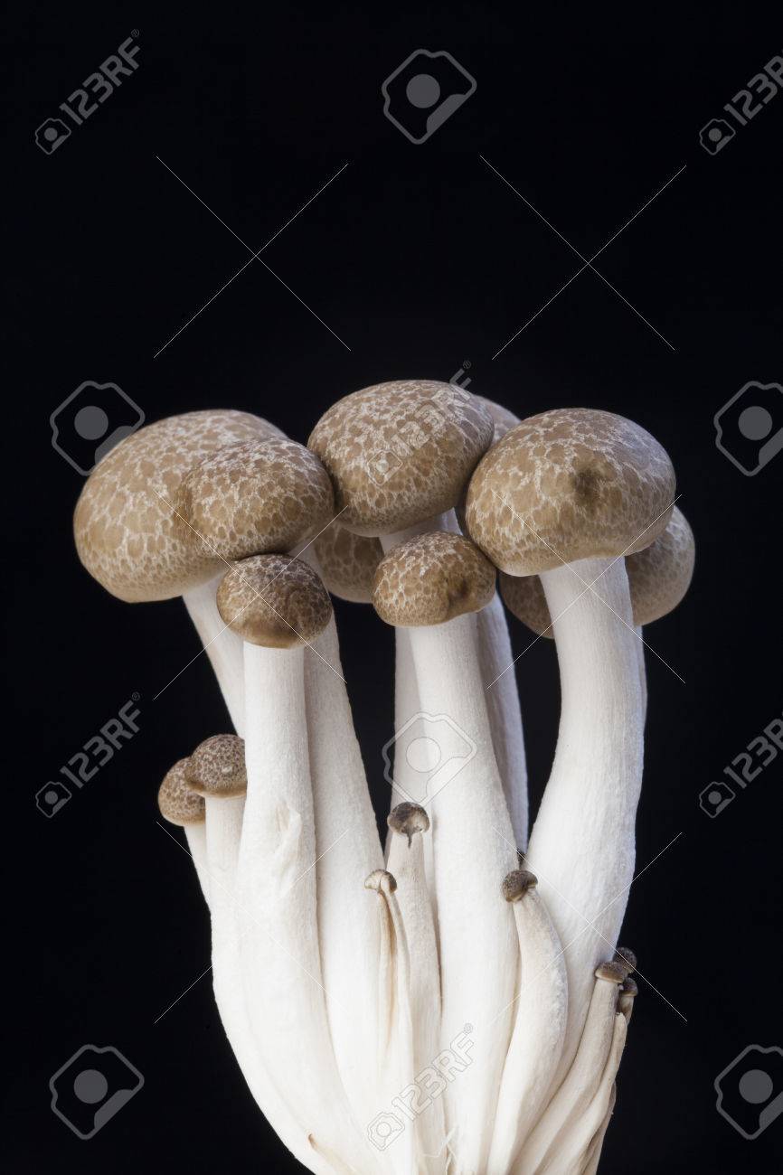 ブラウン ブナきのこしめじキノコ食用キノコは 黒い背景に分離 の写真素材 画像素材 Image ブラウン ブナきのこしめじキノコ食用キノコは 黒い背景に分離 の写真素材 画像素材 Image