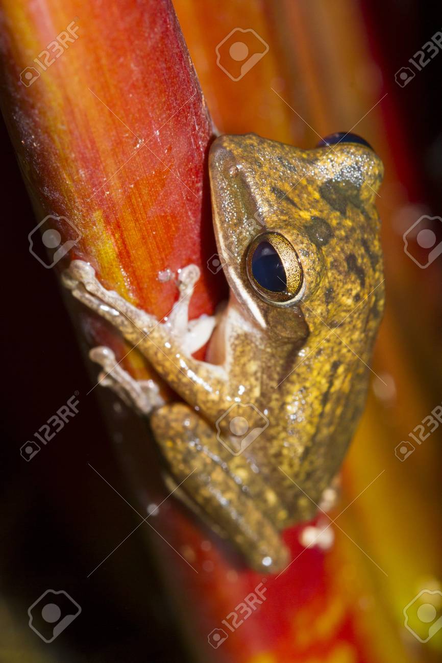 カエルのジャンプする準備ができている木の上に腰掛け の写真素材 画像素材 Image カエルのジャンプする準備ができている木の上に腰掛け の写真素材 画像素材 Image