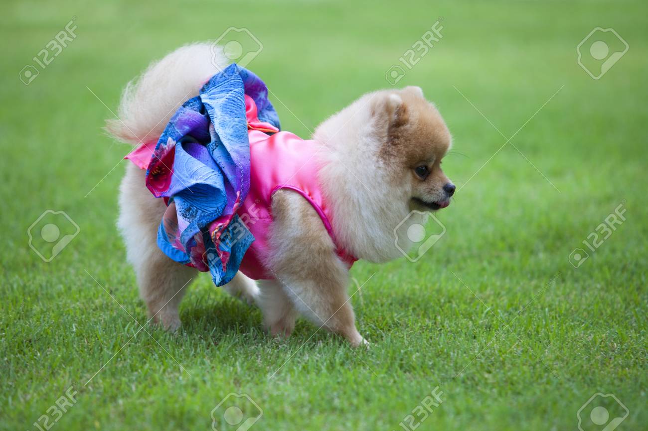 pomeranian clothes