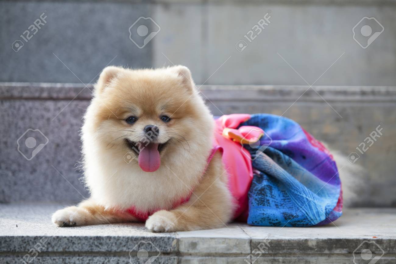 スピッツの犬と狸の服 Ping と青い Color Pommeranian を探して服を着るそれ階段の上 の写真素材 画像素材 Image
