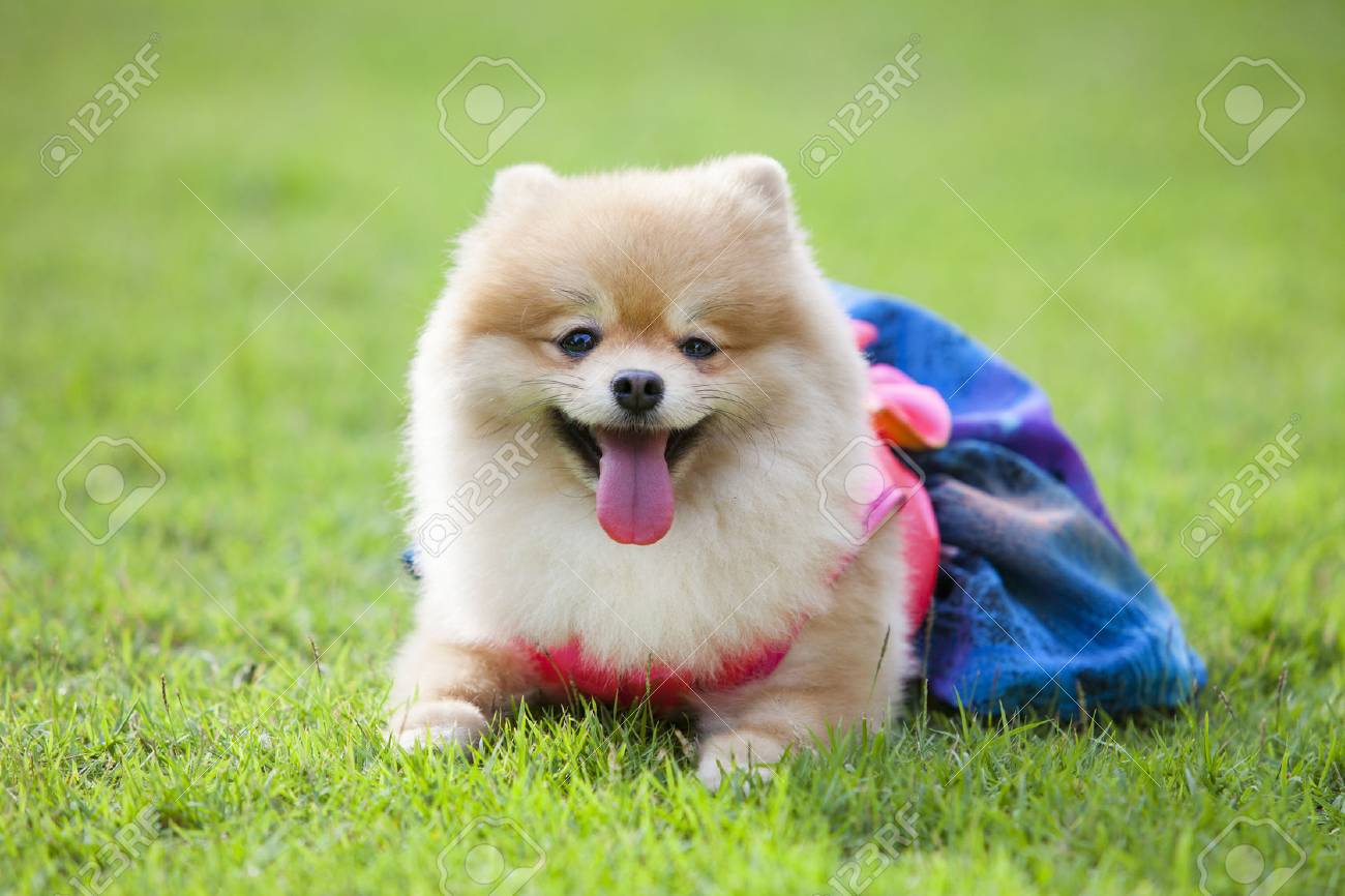 犬の服の芝生の上のポメラニアンの犬で Pom の服 Ping とブルーの色 の写真素材 画像素材 Image 犬の服の芝生の上のポメラニアンの犬で Pom の服 Ping とブルーの色 の写真素材 画像素材 Image