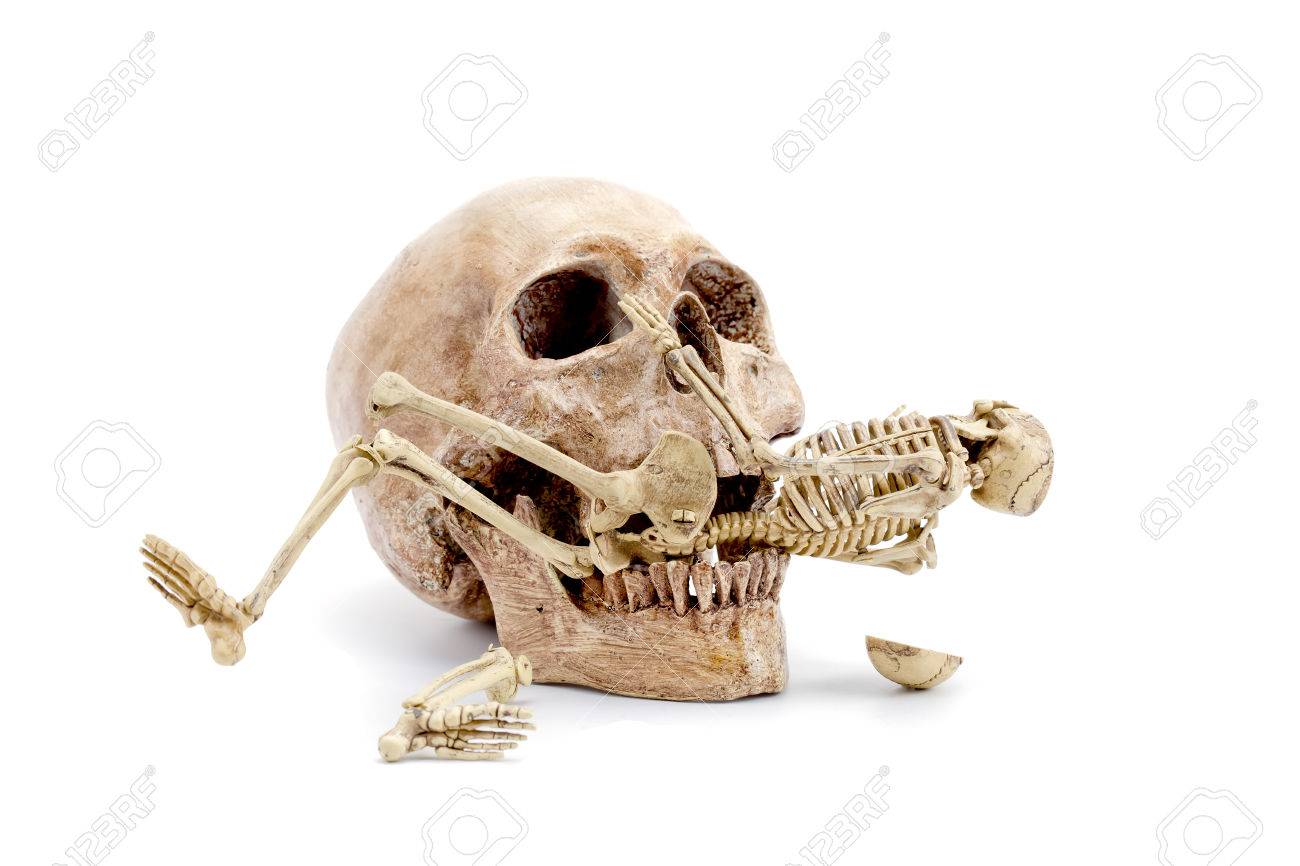 Skull Biting A Skeleton On White Backgroud Stock Photo, Picture