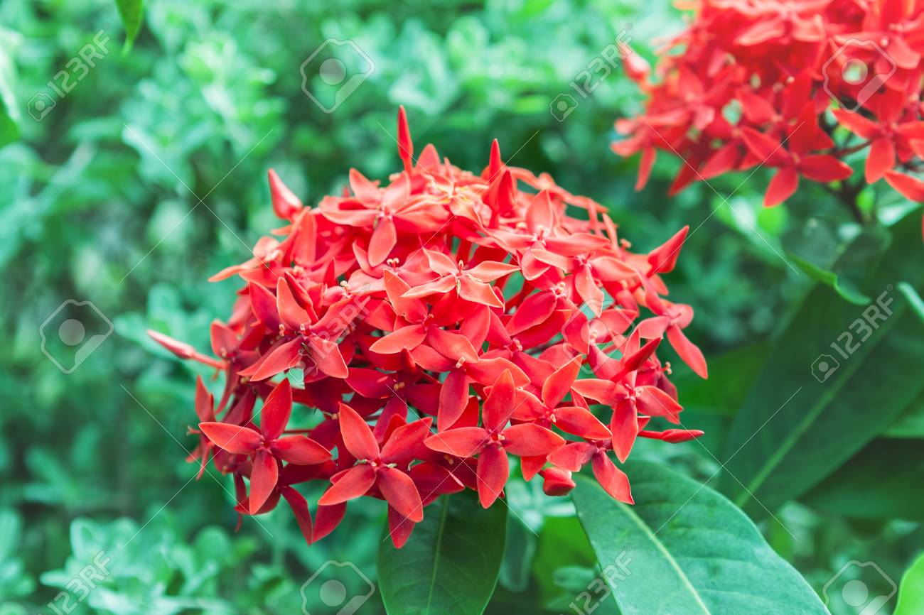 森の中の赤い花が美しく咲いている の写真素材 画像素材 Image