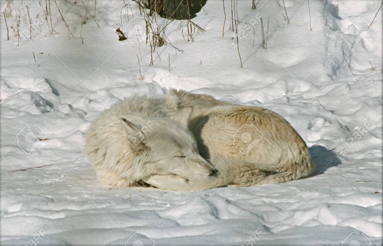 冬の狼 Nap Minnesotab の写真素材 画像素材 Image 冬の狼 Nap Minnesotab の写真素材 画像素材 Image