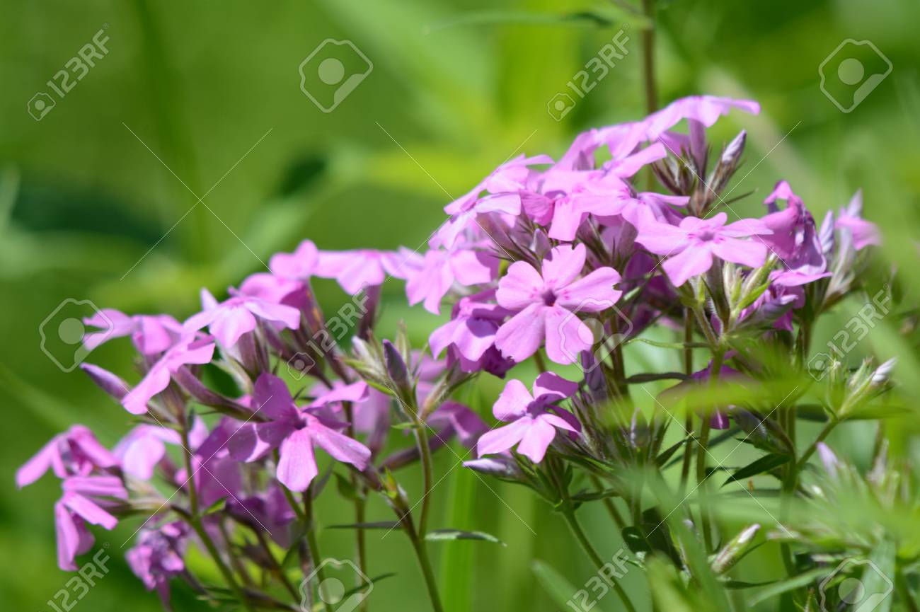 春からみた野生のピンクの野草の花 の写真素材 画像素材 Image