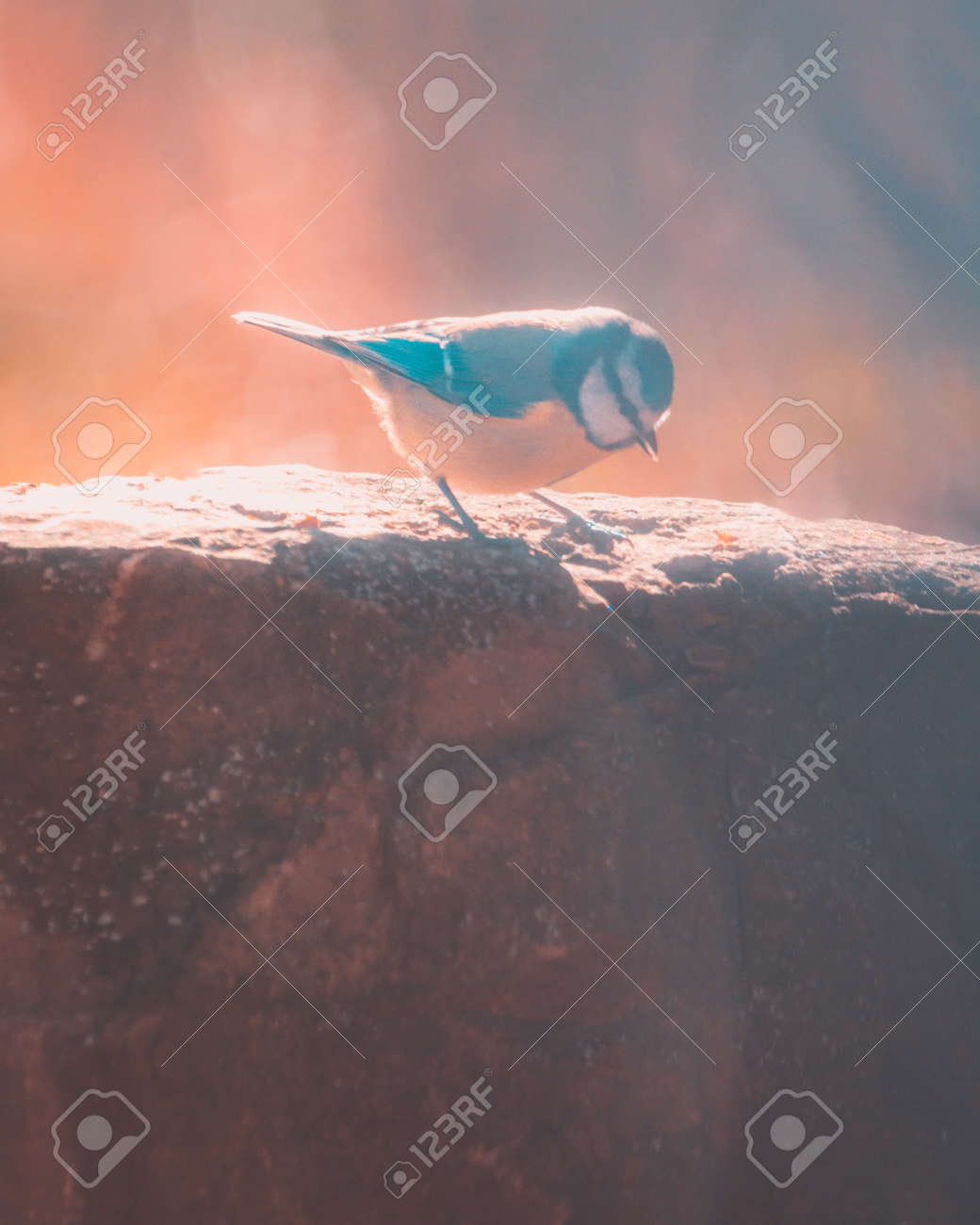 etiam-dictum-ipsum-a-felis