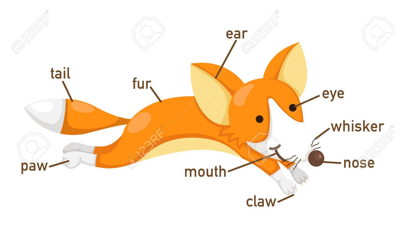 Fox Body Parts >> Illustration Of Fox Vocabulary Part Of Body Vector Fox Body Parts >> Illustration Of Fox Vocabulary Part Of Body Vector